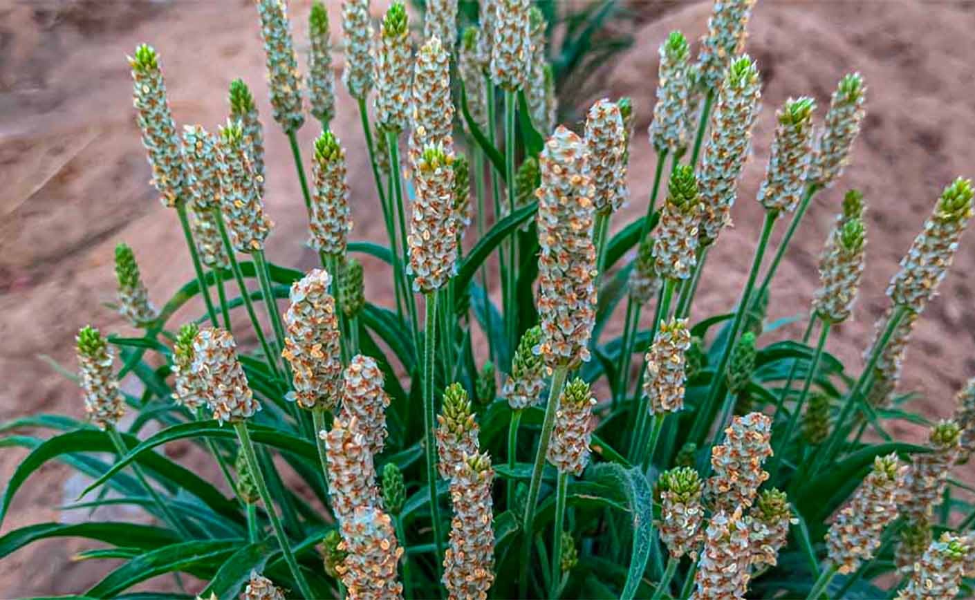 Alles über Psyllium